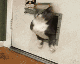 fat_cat-1 free-series2019